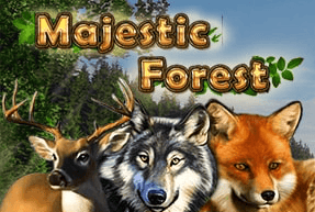 Majestic Forest